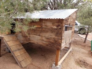 Wooden chicken coop with a corrugated metal roof and an attached ramp, situated on raised posts, surrounded by trees.